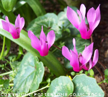 Cyclamen repandum 