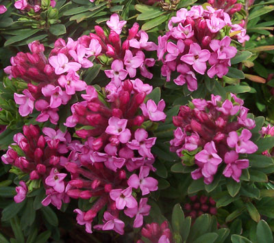 Daphne Cneorum