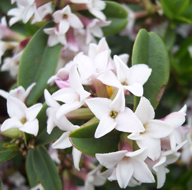 Daphne retusa 