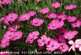 Dianthus 'Inshriach Dazzler' 