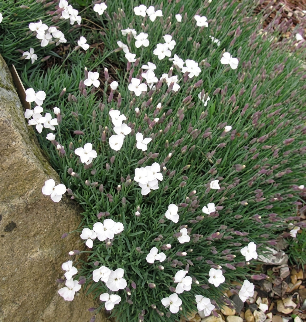 Dianthus 'La Bourboule Alba'