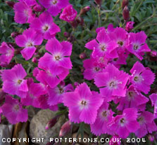 Dianthus 'Pixie' 