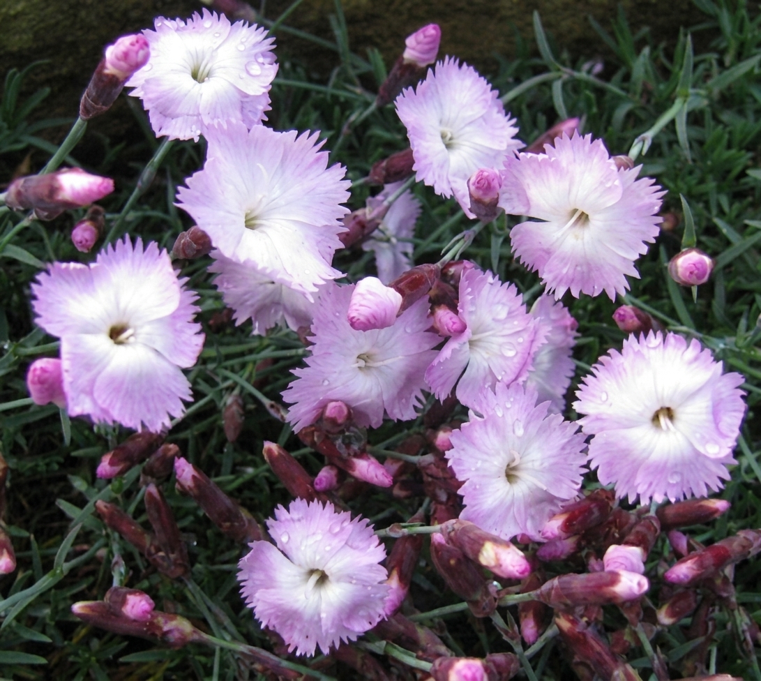 Dianthus 'Whatfield Wisp'
