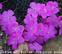 Dianthus gratianopolitanus dwarf