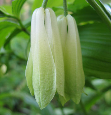 Disporum lutescens