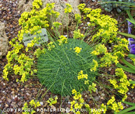 Draba longisiliqua EMR 2551