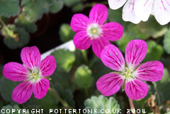 Erodium x variabile 'William Bishop'