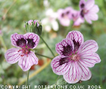 Erodium x kolbiana 'Natasha' 