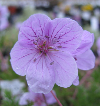 Erodium absinthoides
