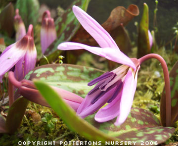 Erythronium dens-canis 'Lilac Wonder' 