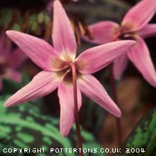 10 Erythronium collection