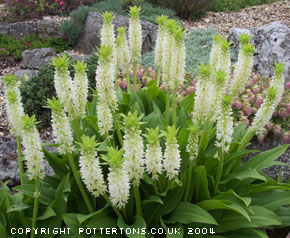 Eucomis autumnalis