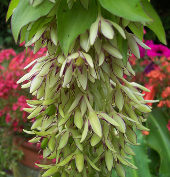 Eucomis bicolor