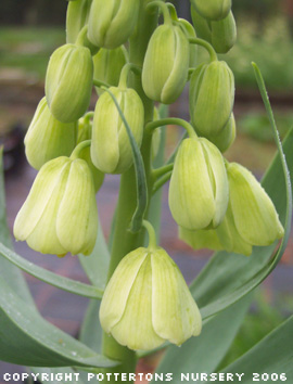 Fritillaria persica 'Ivory Bells' 