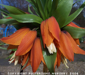 Fritillaria imperialis 'Aurora' 