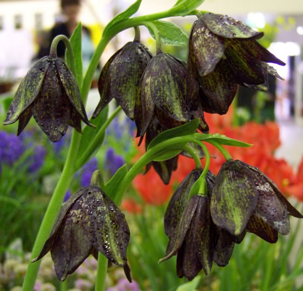 Fritillaria biflora