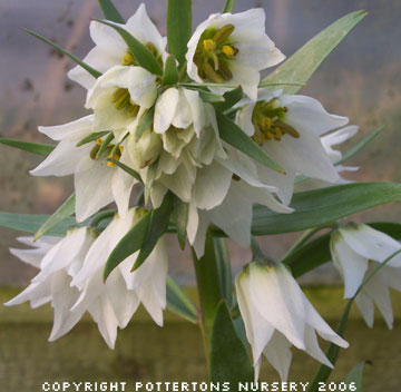 Fritillaria bucharica 'Giant'