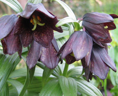 Fritillaria camschatcensis 