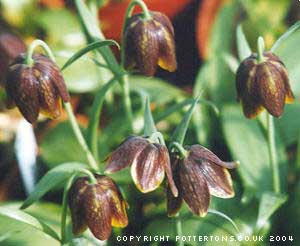 Fritillaria davisii 