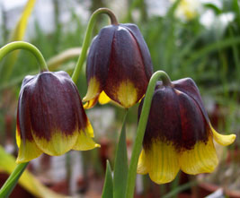 Fritillaria michaelovskyi 