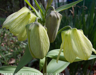 Fritillaria pallidiflora 