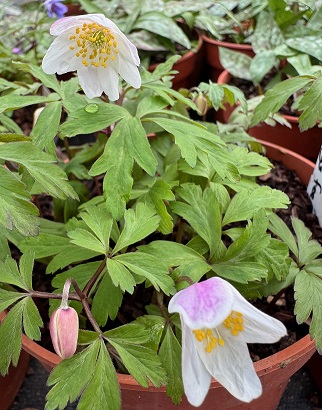 Anemone nemorosa 'Fruhlingsfee'