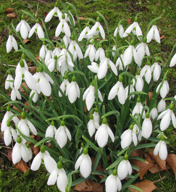 Galanthus 'Atkinsii'