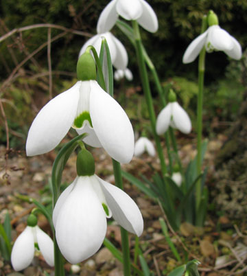 Galanthus 'Brenda Troyle'