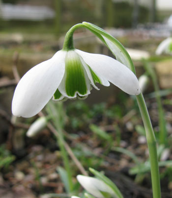 Galanthus 'Desdemona'