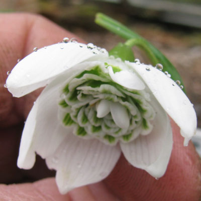 Galanthus 'Hill Poe'