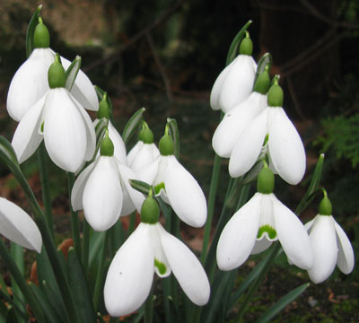 Galanthus 'S. Arnott'