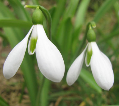 Galanthus 'Warham'