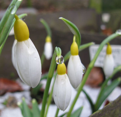 Galanthus 'Wendy's Gold' 1218/20