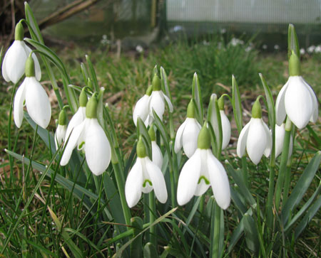 Galanthus nivalis (Sept/Oct delivery)