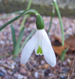 Galanthus peshmenii kastellorizo