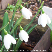 Galanthus plicatus