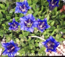 Gentiana occidentalis