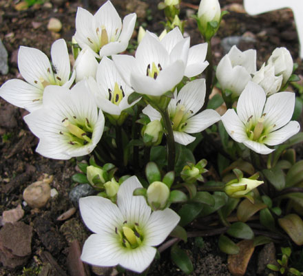 Gentiana saxosa