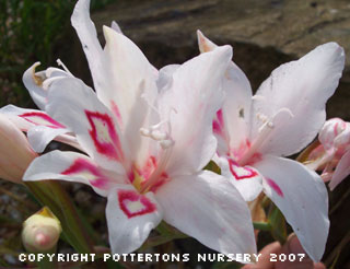 Gladiolus nanus 'Nymph'