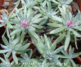 Helichrysum arwae