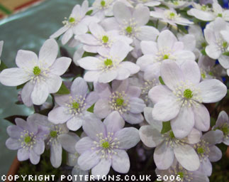 Hepatica acutiloba 