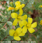 Hypericum aegypticum 