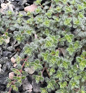 Thymus pseudolanuginosus