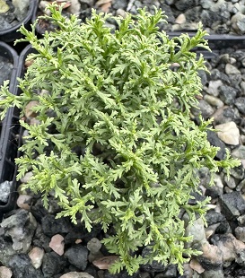 Hebe cupressoides 'Boughton Dome'