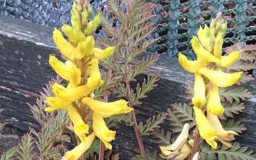Corydalis cheilanthifolia