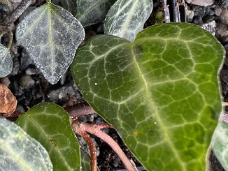 Hedera hibernica (ex RBGE)