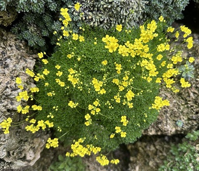 Draba rigida var bryoides compact