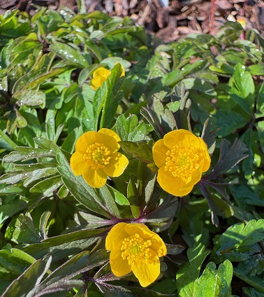 Anemone ranunculoides ssp wockeana