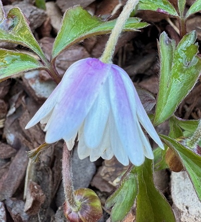 Anemone nemorosa 'Blue Eyes'