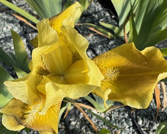 Iris 'Fashion Lady'